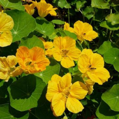 Красоля (настурція) Карликова жовта 10 насінин. (Елітсорт)